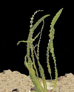 Aponogeton longiplumulosus